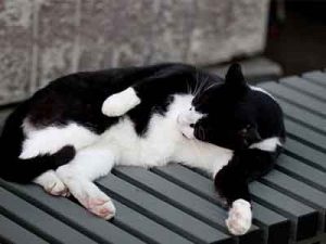 élever chat